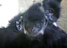 動物図鑑・フランソワルトンの写真 3